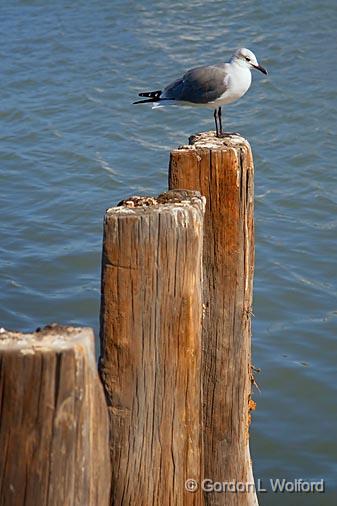 Things Were Piling Up_28847.jpg - Photographed in Seadrift, Texas, USA.